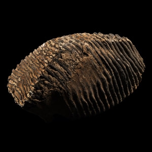 Natural History - Fossil Woolly Mammoth Tooth