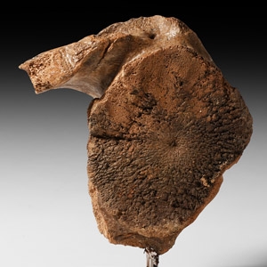 Natural History - Fossil Woolly Mammoth Bone