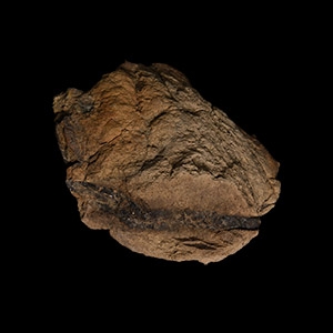 Natural History - North American T-Rex Dinosaur Coprolite