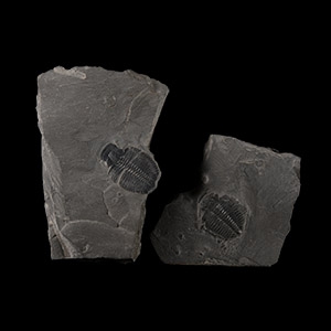 Natural History - Elrathia Fossil Trilobites