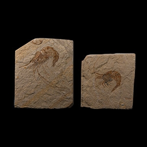 Natural History - Fossil Shrimps in Matrices