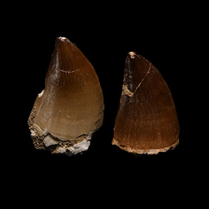 Natural History - Large Mosasaur Marine Dinosaur Tooth Pair