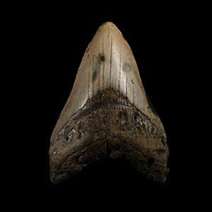Natural History - Megalodon Giant Shark Fossil Tooth