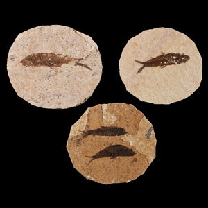 Natural History - Knightia Fossil Fish Group