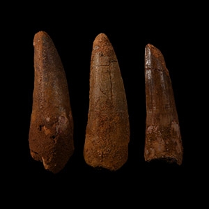 Natural History - Spinosaurus Dinosaur Fossil Tooth Group