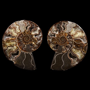Natural History - Cut and Polished Fossil Cleoniceras Ammonite Halves