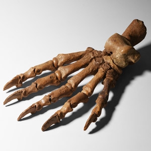 Natural History - Fossil Cave Bear Paw