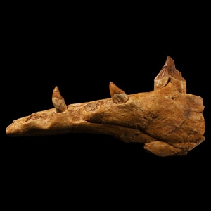 Natural History - Basilosaurus Predatory Archaeocete Whale Jaw