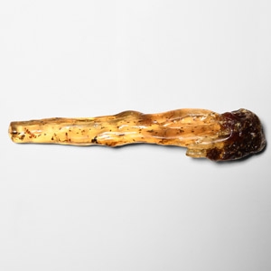 Natural History - Copal with Spider and Insects