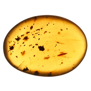 Natural History - Polished Amber with Insect Inclusions