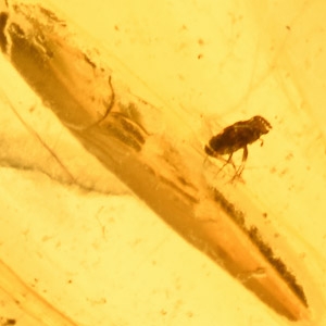 Natural History - Polished Amber with Insect Inclusions