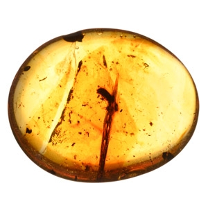 Natural History - Polished Amber with Insect Inclusions