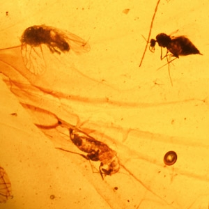 Natural History - Polished Amber with Insect Inclusions