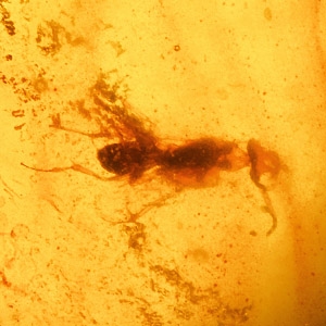 Natural History - Polished Amber with Insect Inclusions