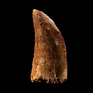 Natural History - African T-Rex Dinosaur Tooth