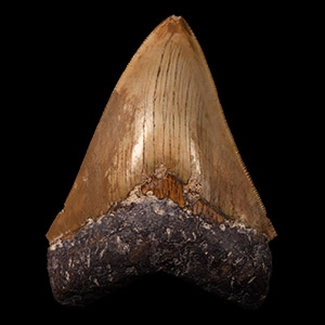 Natural History - Large Megalodon Giant Sharks Fossil Tooth