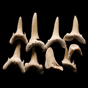 Natural History - Extinct Fossil Sand Shark Tooth Group