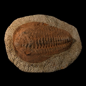 Natural History - Large Fossil Cambropallas Trilobite