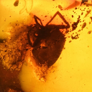 Natural History - Polished Amber with Spider Inclusion