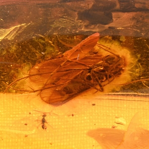 Natural History - Polished Amber with Insect Inclusion