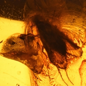 Natural History - Polished Amber with Cadis Fly Inclusion