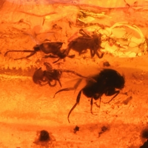 Natural History - Polished Amber with Spider Mite Inclusion