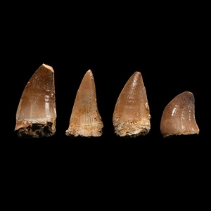 Natural History - Fossil Mosasaur Marine Dinosaur Tooth Collection