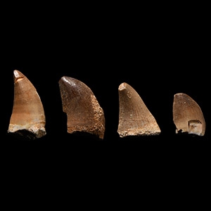 Natural History - Fossil Mosasaur Marine Dinosaur Tooth Collection