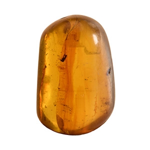 Natural History - Amber with Insect Inclusions