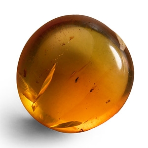 Natural History - Amber with Insect Inclusions