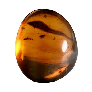 Natural History - Amber with Insect Inclusions