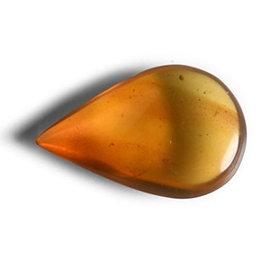Natural History - Amber with Insect Inclusions