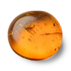 Natural History - Amber with Insect Inclusions