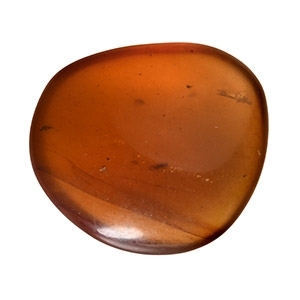 Natural History - Amber with Insect Inclusions