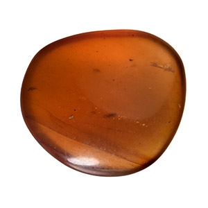 Natural History - Amber with Insect Inclusions