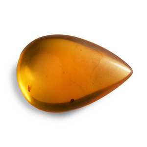 Natural History - Amber with Insect Inclusions