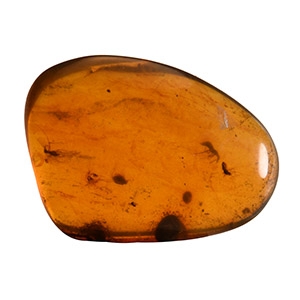 Natural History - Amber with Insect Inclusions