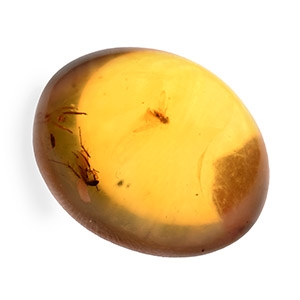 Natural History - Amber with Insect Inclusions