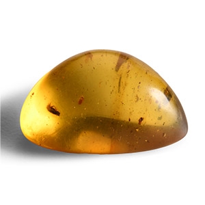 Natural History - Amber with Insect Inclusions