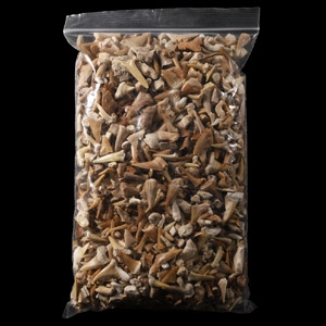 Natural History - Extinct Fossil Shark and Other Tooth Collection