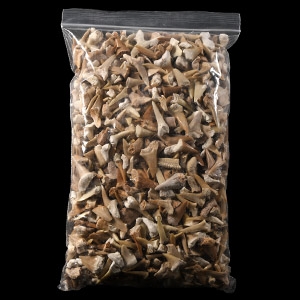 Natural History - Extinct Fossil Shark and Other Tooth Collection