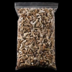 Natural History - Extinct Fossil Shark and Other Tooth Collection