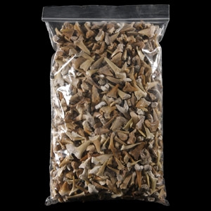 Natural History - Extinct Fossil Shark and Other Tooth Collection