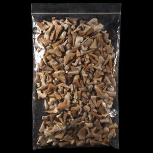 Natural History - Extinct Shark Fossil Tooth Group