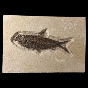 Natural History - Knightia Fossil Fish in Matrix