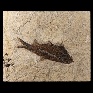 Natural History - Knightia Fossil Fish in Matrix