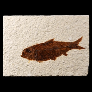 Natural History - Knightia Fossil Fish in Matrix