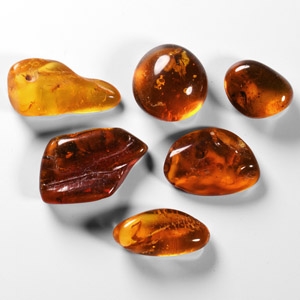 Natural History - Insects in Baltic Amber Group