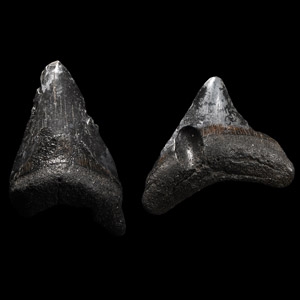 Natural History - Juvenile Megalodon Giant Shark Fossil Tooth Pair