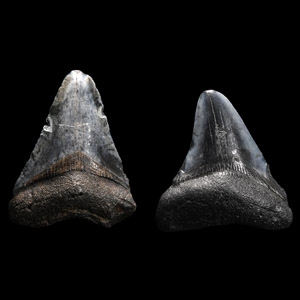 Natural History - Juvenile Megalodon Giant Shark Fossil Tooth Pair